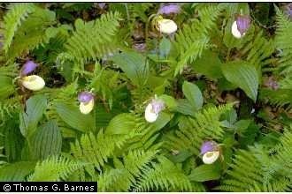 Cypripedium kentuckiense Plants Profile for Cypripedium kentuckiense Kentucky lady39s slipper