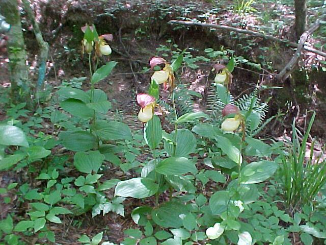 Cypripedium kentuckiense Cypripedium kentuckiense