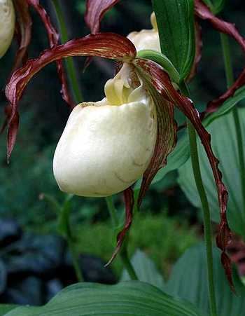 Cypripedium kentuckiense botanyboyorgwpcontentuploadsCypripediumKentuc