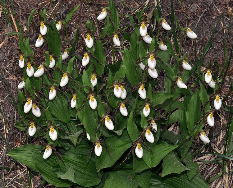 Cypripedium montanum Cypripedium montanum