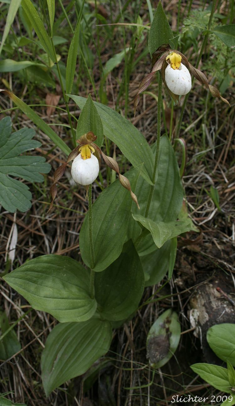 Cypripedium montanum sciencehalleyhostingcomnaturebasin3petalorch