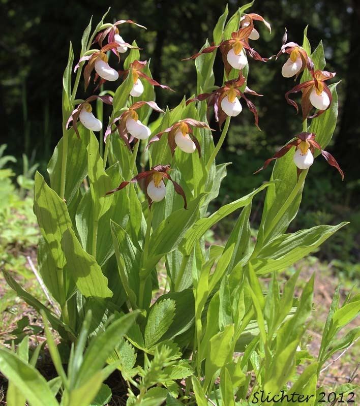 Cypripedium montanum Mountain Lady Slipper Mountain Lady39s Slipper Cypripedium montanum