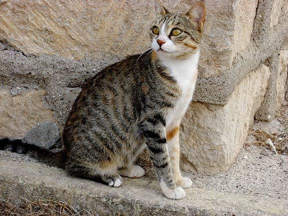 Cyprus cat Cyprus Cat Cat Owner Club