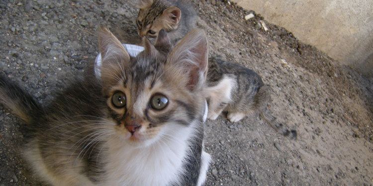 Cyprus cat Cyprus cat breed information Pictures Kitten Price
