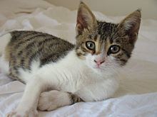 Cyprus cat httpsuploadwikimediaorgwikipediacommonsthu