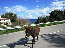 Cyprus donkey httpsuploadwikimediaorgwikipediacommonsthu