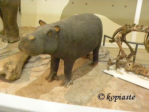 Cyprus dwarf hippopotamus httpsc1staticflickrcom7605064126876559012