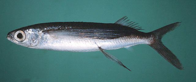 Cypselurus Fish Identification