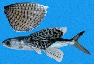 Cypselurus Cypselurus callopterus Ornamented Flyingfish Discover Life