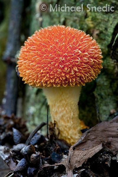 Cyptotrama Australian Fungi Gallery Michael Snedic Wildlife and Nature