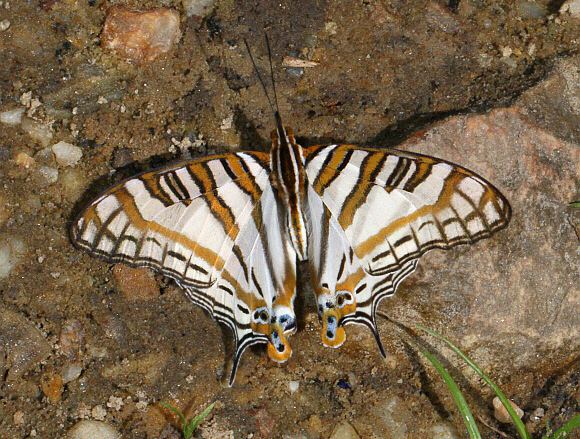 Cyrestis Butterflies of Africa Cyrestis camillus