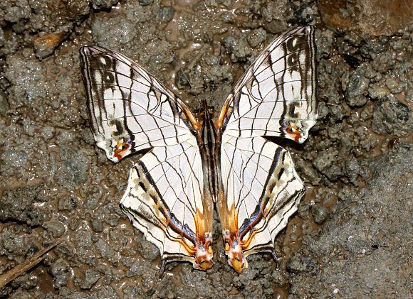 Cyrestis Butterflies of India Cyrestis thyodamas