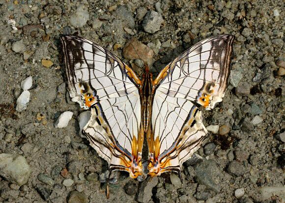 Cyrestis Butterflies of India Cyrestis thyodamas