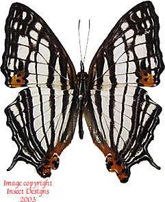 Cyrestis Insect Designs Butterflies and Moths Nymphalidae Cyrestis