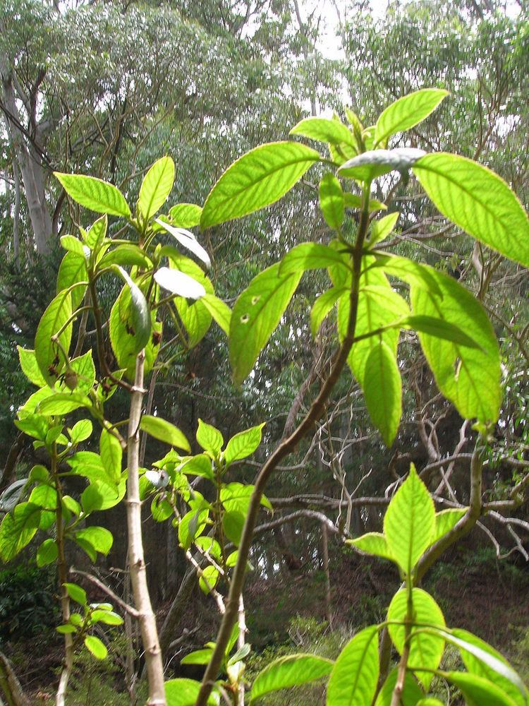Cyrtandra (plant) Cyrtandra Wikipedia