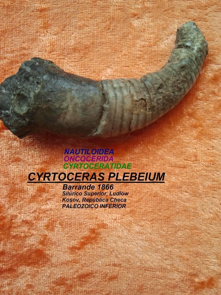 Cyrtoceras CYRTOCERAS PLEBEIUM