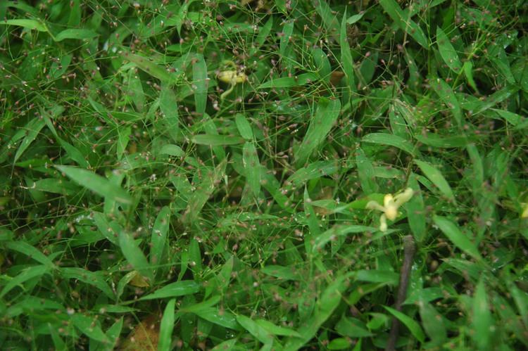 Cyrtococcum Cyrtococcum Poaceae image 31925 at PhytoImagessiuedu