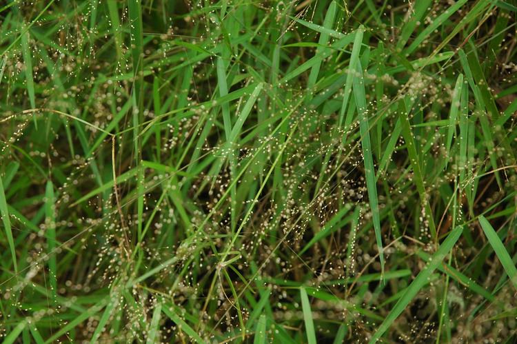 Cyrtococcum Cyrtococcum accrescens Poaceae image 31619 at PhytoImagessiuedu