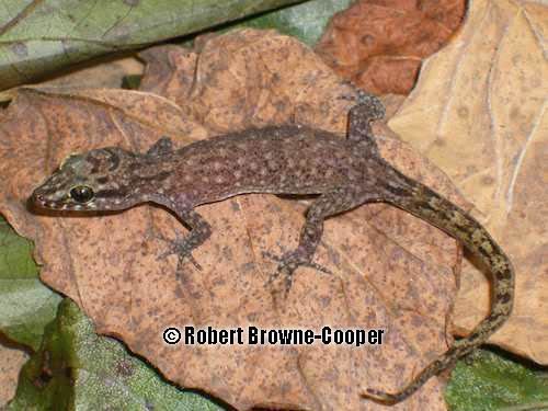 Cyrtodactylus Kimberley benttoed gecko Cyrtodactylus kimberleyensis at the