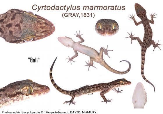 Cyrtodactylus marmoratus wwwreptariumczcontentphotord09Cyrtodactylus