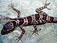 Cyrtodactylus phongnhakebangensis httpsuploadwikimediaorgwikipediacommonsthu