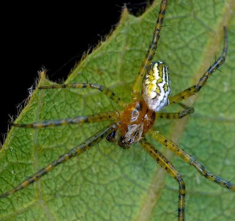 Cyrtophora Cyrtophora moluccensis Doleschall 1857 Tent Spider
