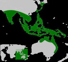 Cyrtophora exanthematica httpsuploadwikimediaorgwikipediacommonsthu