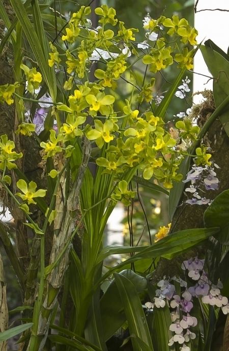 Cyrtopodium andersonii Orchids Cyrtopodium andersonii