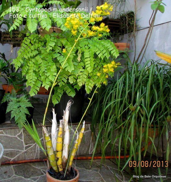 Cyrtopodium andersonii Cyrtopodium andersonii Haste com 98 cm Florindo pela primeira