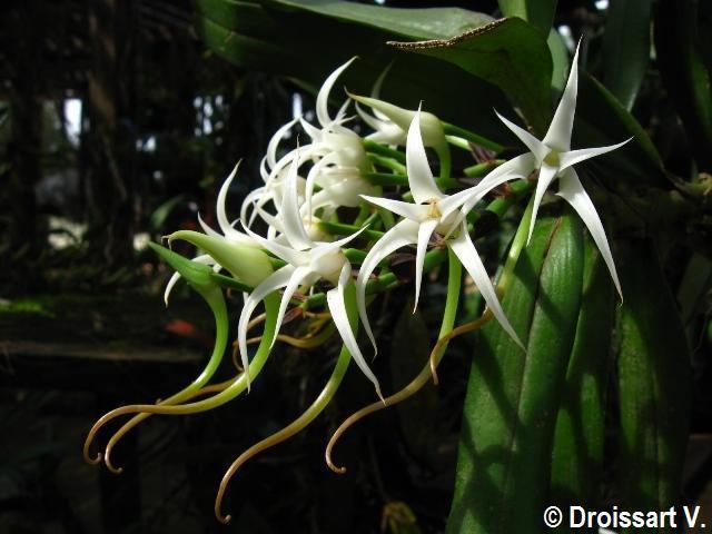 Cyrtorchis Orchids from Central Africa Species pictures Orchidaceae