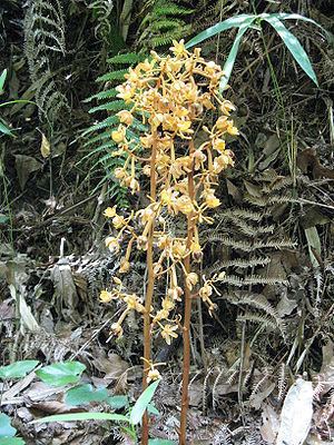 Cyrtosia (plant) httpsuploadwikimediaorgwikipediacommonsthu