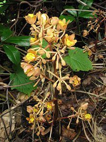 Cyrtosia septentrionalis httpsuploadwikimediaorgwikipediacommonsthu