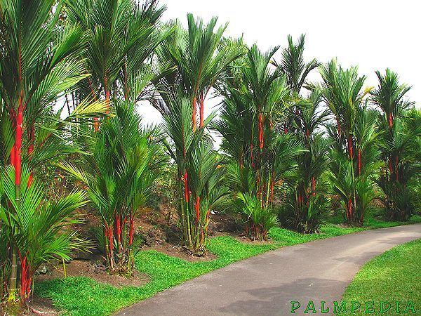 Cyrtostachys Cyrtostachys renda Palmpedia Palm Grower39s Guide