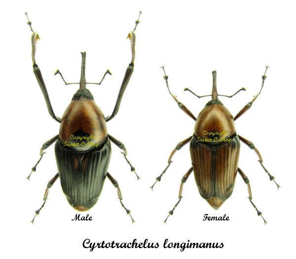 Cyrtotrachelus Cyrtotrachelus longimanus