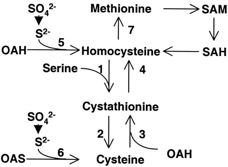 Cystathionine Molecular Characterization of a Cystathionine BetaSynthase Gene