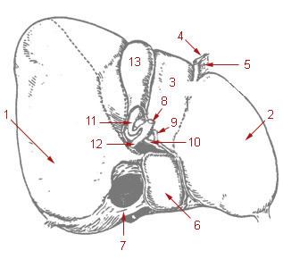 Cystic duct