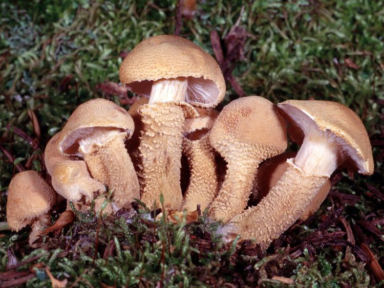 Cystoderma California Fungi Cystoderma fallax