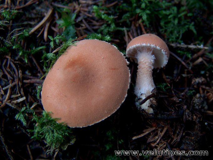 Cystodermella Cystodermella adnatifolia villajalkaryhks Natural Fungi in Finland