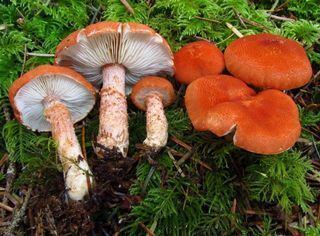Cystodermella cinnabarina Mushroom Observer Species List Coastal Humboldt Co 31