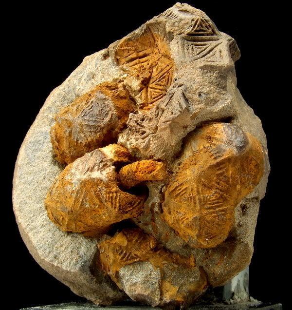 Cystoidea SpiriferMineralscom minerals specimens mineral specimens