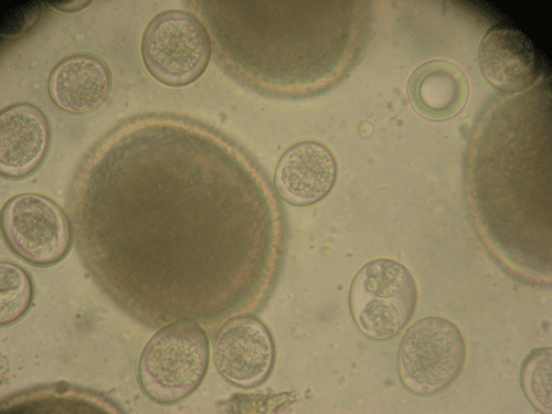 Cystoisospora Cystoisospora ohiensis 3