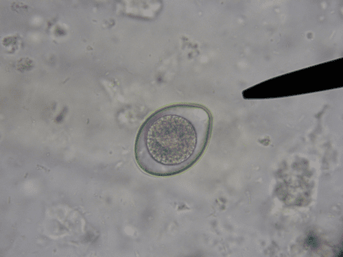 Cystoisospora serverugentbegroupsparasitespicswiki5aab2im