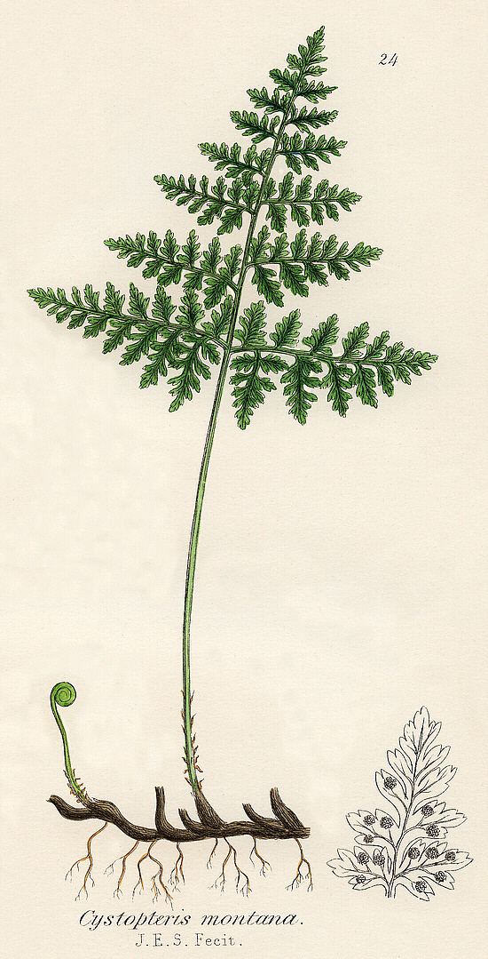 Cystopteris montana British ferns Cystopteris montana Lam Desv
