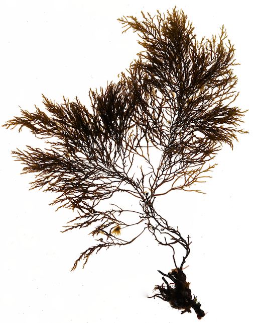 Cystoseira Seaweedie Cystoseira tamariscifolia