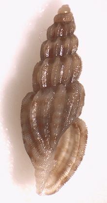 Cythara (gastropod) httpsuploadwikimediaorgwikipediacommonsthu