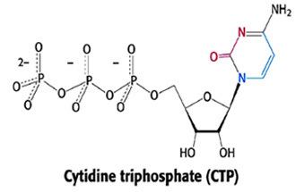 Cytidine triphosphate ATCase HIV Protease amp Serine Esterases Jmol