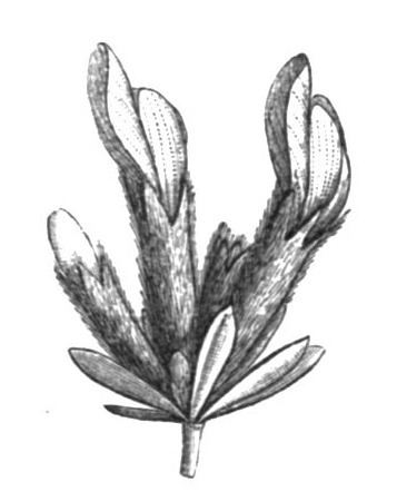 Cytisopsis