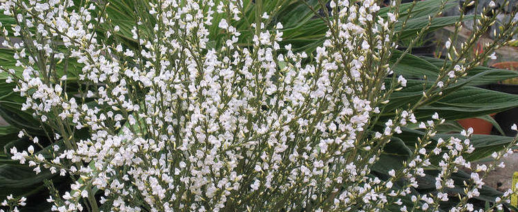 Cytisus multiflorus White Spanish Broom Cytisus multiflorus