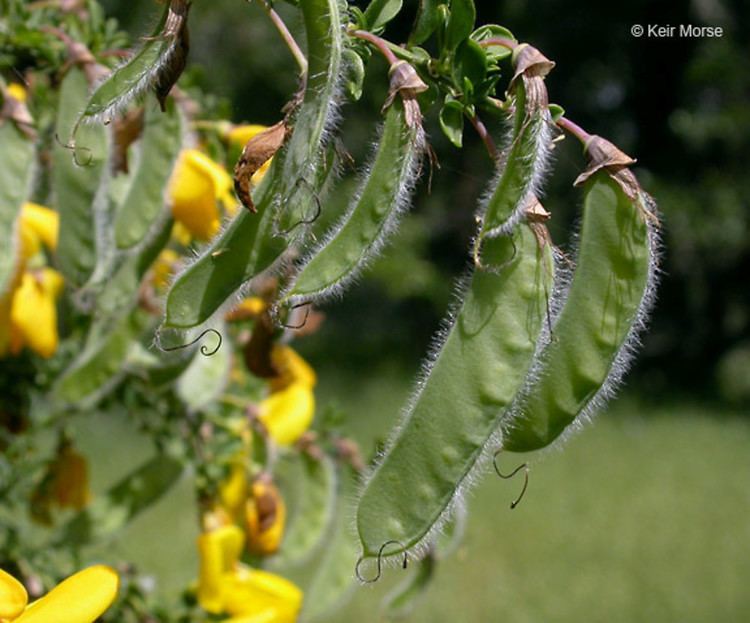 Cytisus scoparius Cytisus scoparius Scotch broom Go Botany