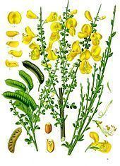 Cytisus scoparius httpsuploadwikimediaorgwikipediacommonsthu